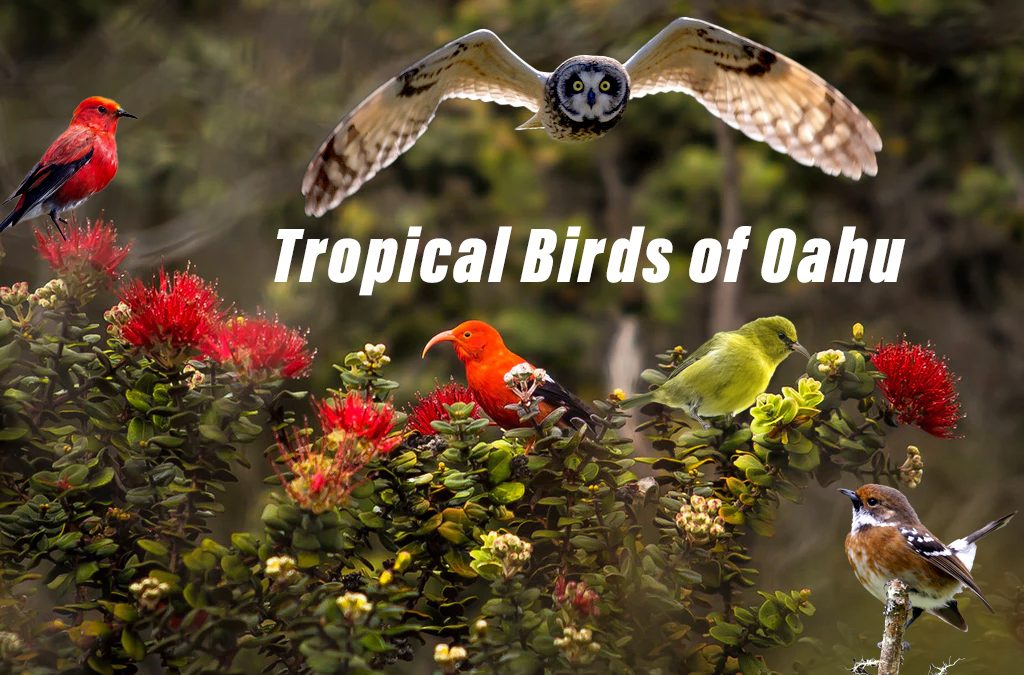 10 Tropical Birds that live on Oahu Island
